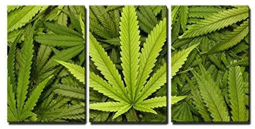 wall26 3 Piece Canvas Wall Art - Big Marijuana Leaf Close Up with Texture Background of Cannabis Leaves - Modern Home Decor Stretched and Framed Ready to Hang - 16"x24"x3 Panels