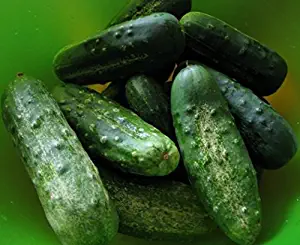 Cucumber Boston Pickling 90 SEEDS ,ORGANIC, NON-GMO, USA PRODUCT. PACKED BY JACOBS LADDER ENT.