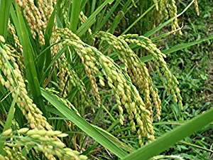 HONIC Rice Seeds - KOSHIHIKARI - Sushi - Premium Grain - 400 Seeds