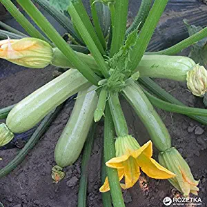 Squash Zucchini seeds Bush Heirloom Vegetable Seed. Bush. 30 SEEDS