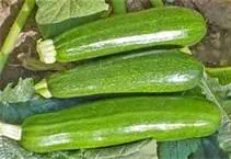 ZUCCHINI SQUASH GREEN FRESH PRODUCE FRUIT VEGETABLES PER POUND