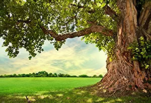 Leowefowa 7X5FT Vinyl Nature Spring Backdrop Rural Aged Tree Sunshine Blue Sky White Cloud Grass Field Outdoor Picnic Kids Adults Wedding Party Decoration Photography Background Photo Studio Props