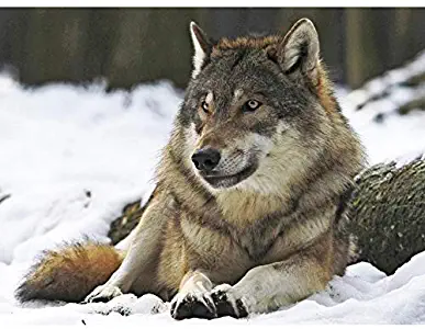 Nature Animal Wolf Alpha Male Canine Dog Cool Large Art Print Poster Wall Decor 18x24 inch